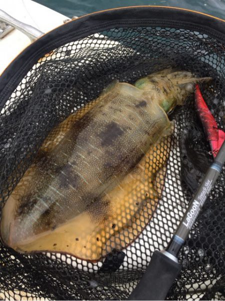 「LaGooN」蒼陽丸 日和号 釣果