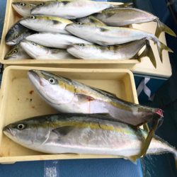 ヤザワ渡船 釣果