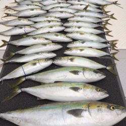 ビッグファイター 釣果