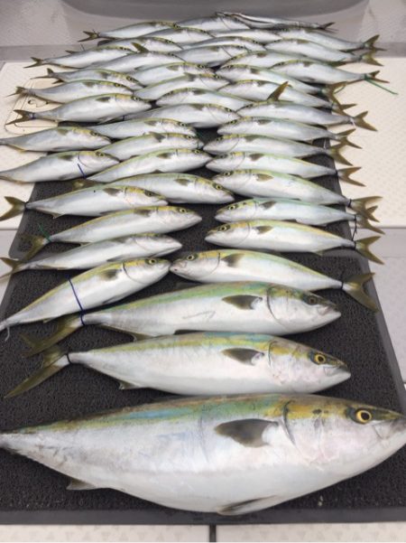 ビッグファイター 釣果