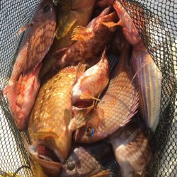 「LaGooN」蒼陽丸 日和号　 釣果