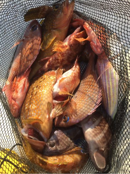 「LaGooN」蒼陽丸 日和号　 釣果