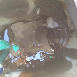 「LaGooN」蒼陽丸 日和号　 釣果