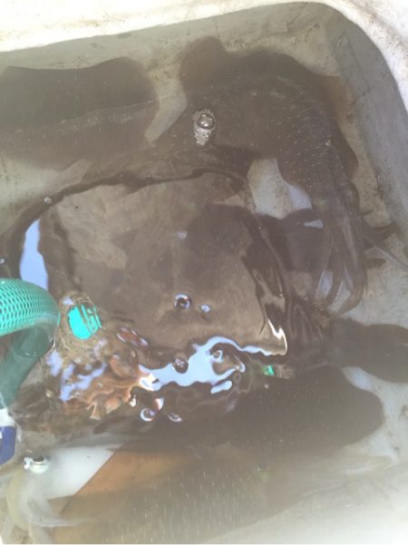 「LaGooN」蒼陽丸 日和号　 釣果