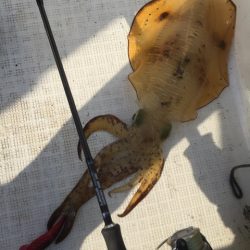 「LaGooN」蒼陽丸 日和号 釣果