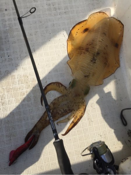 「LaGooN」蒼陽丸 日和号 釣果