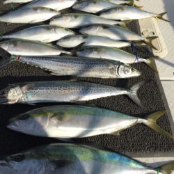 ビッグファイター 釣果