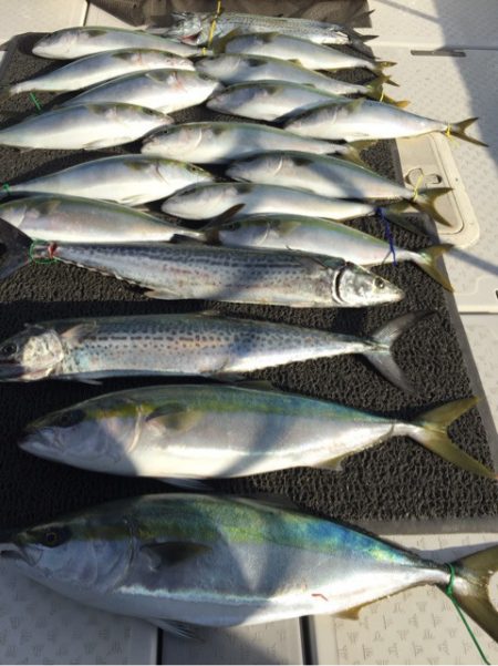 ビッグファイター 釣果