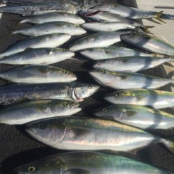 ビッグファイター 釣果