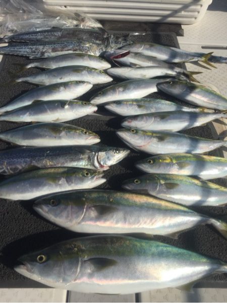 ビッグファイター 釣果