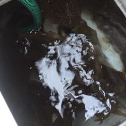 「LaGooN」蒼陽丸 日和号 釣果