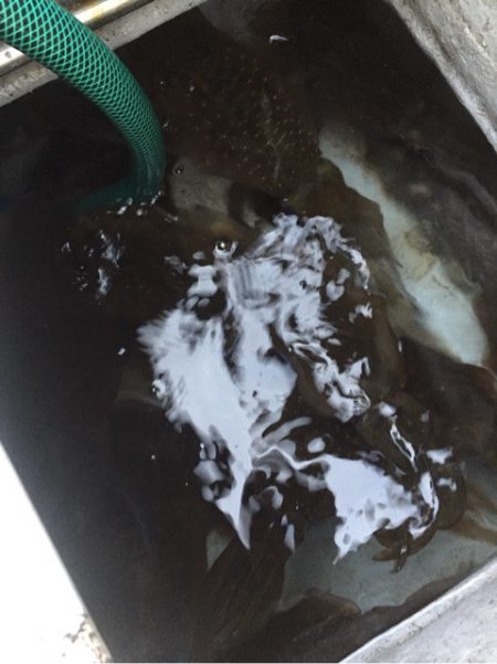 「LaGooN」蒼陽丸 日和号 釣果