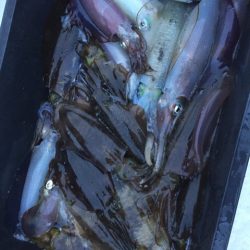 「LaGooN」蒼陽丸 日和号 釣果