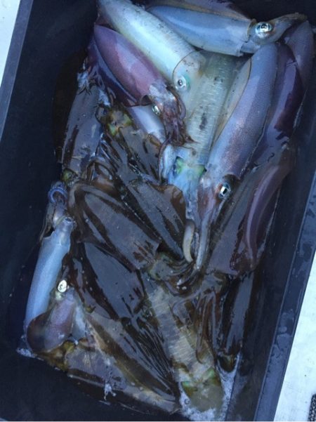 「LaGooN」蒼陽丸 日和号 釣果