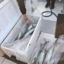 ビッグファイター 釣果