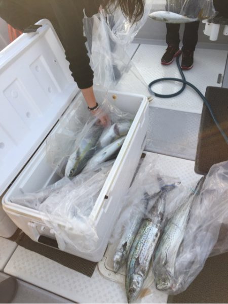 ビッグファイター 釣果