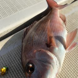 龍神丸（鹿児島） 釣果