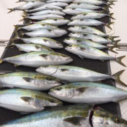 ビッグファイター 釣果