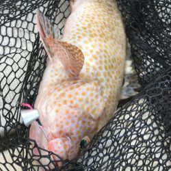 龍神丸(鹿児島) 釣果