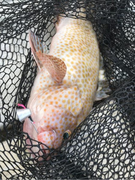 龍神丸(鹿児島) 釣果