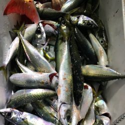 龍神丸(鹿児島) 釣果