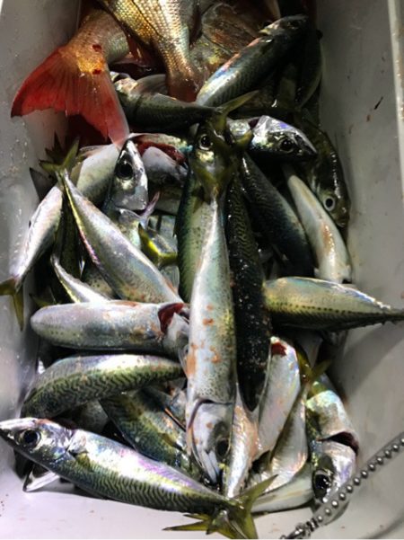 龍神丸(鹿児島) 釣果