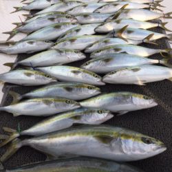 ビッグファイター 釣果