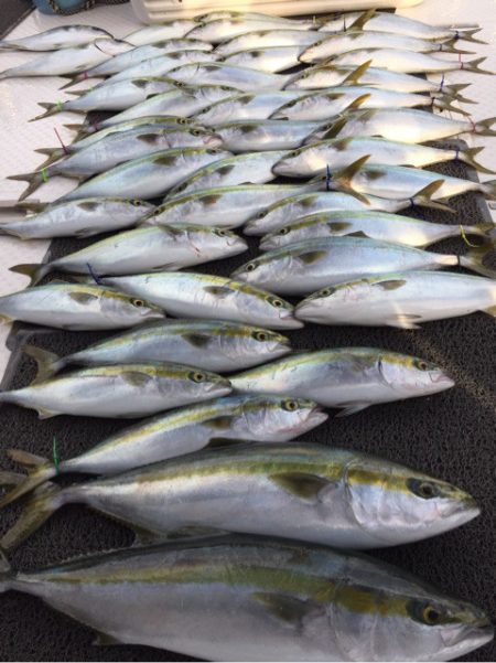 ビッグファイター 釣果