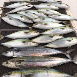 ビッグファイター 釣果