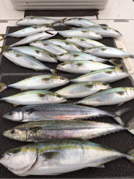 ビッグファイター 釣果