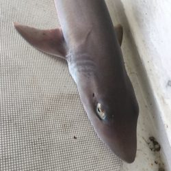 末広丸(熊本) 釣果