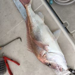 末広丸(熊本) 釣果