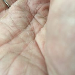 末広丸(熊本) 釣果