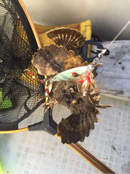 「LaGooN」蒼陽丸 日和号　 釣果