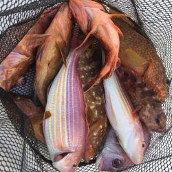 「LaGooN」蒼陽丸 日和号　 釣果