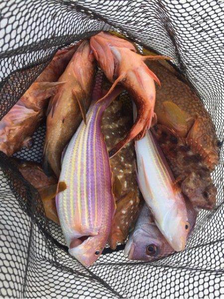 「LaGooN」蒼陽丸 日和号　 釣果