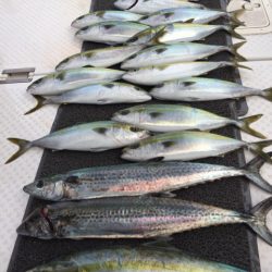 ビッグファイター 釣果