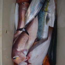 渡船屋たにぐち 釣果