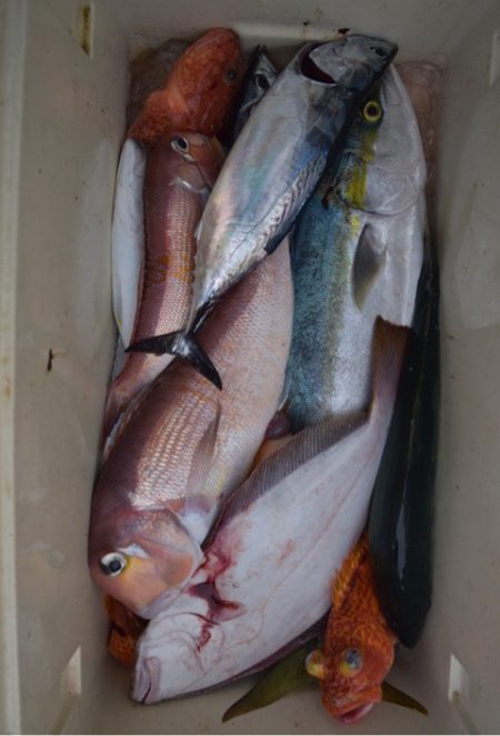 渡船屋たにぐち 釣果