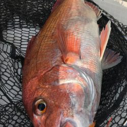龍神丸(鹿児島) 釣果