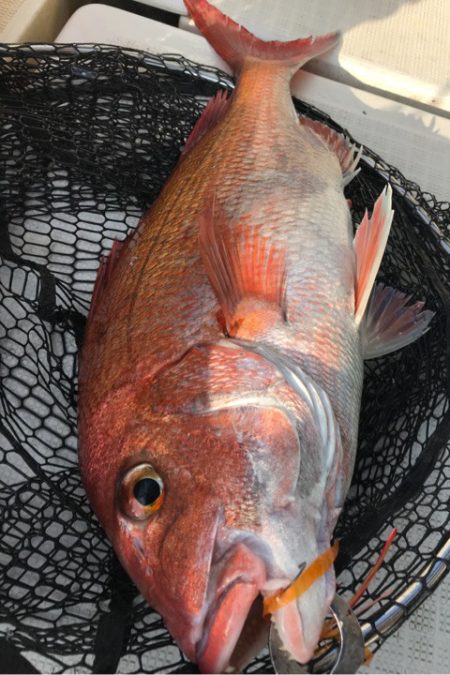 龍神丸(鹿児島) 釣果