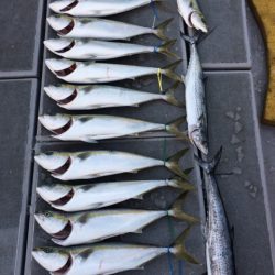 SeaRide(シーライド) 釣果