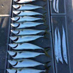 SeaRide(シーライド) 釣果