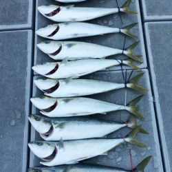 SeaRide(シーライド) 釣果