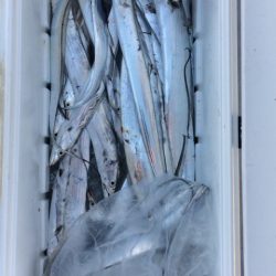 SeaRide(シーライド) 釣果