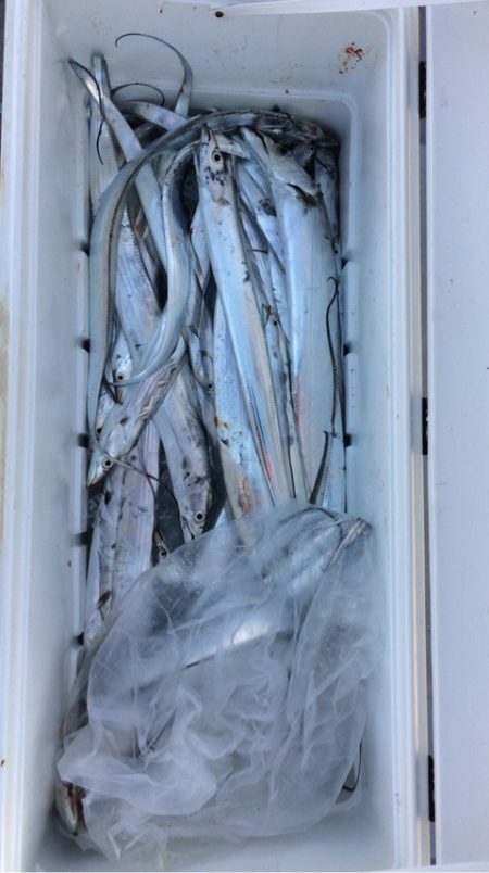 SeaRide(シーライド) 釣果