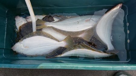 小樽港遊漁船SHAKE 釣果