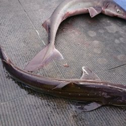 小樽港遊漁船SHAKE 釣果