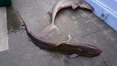 小樽港遊漁船SHAKE 釣果