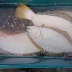 小樽港遊漁船SHAKE 釣果